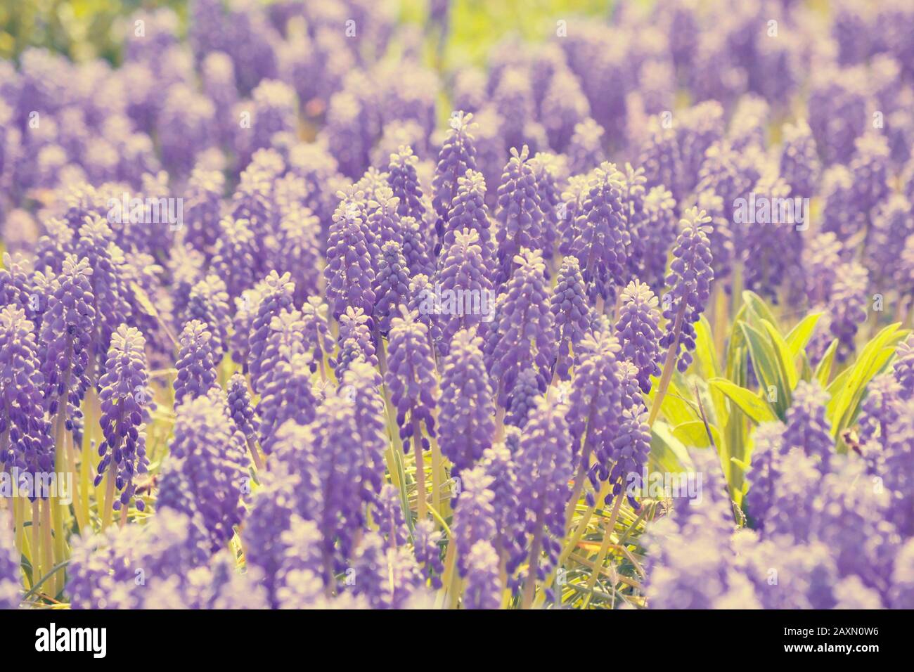 sfondo pallido dei molti fiori che fioriscono nel filtro viola Foto Stock