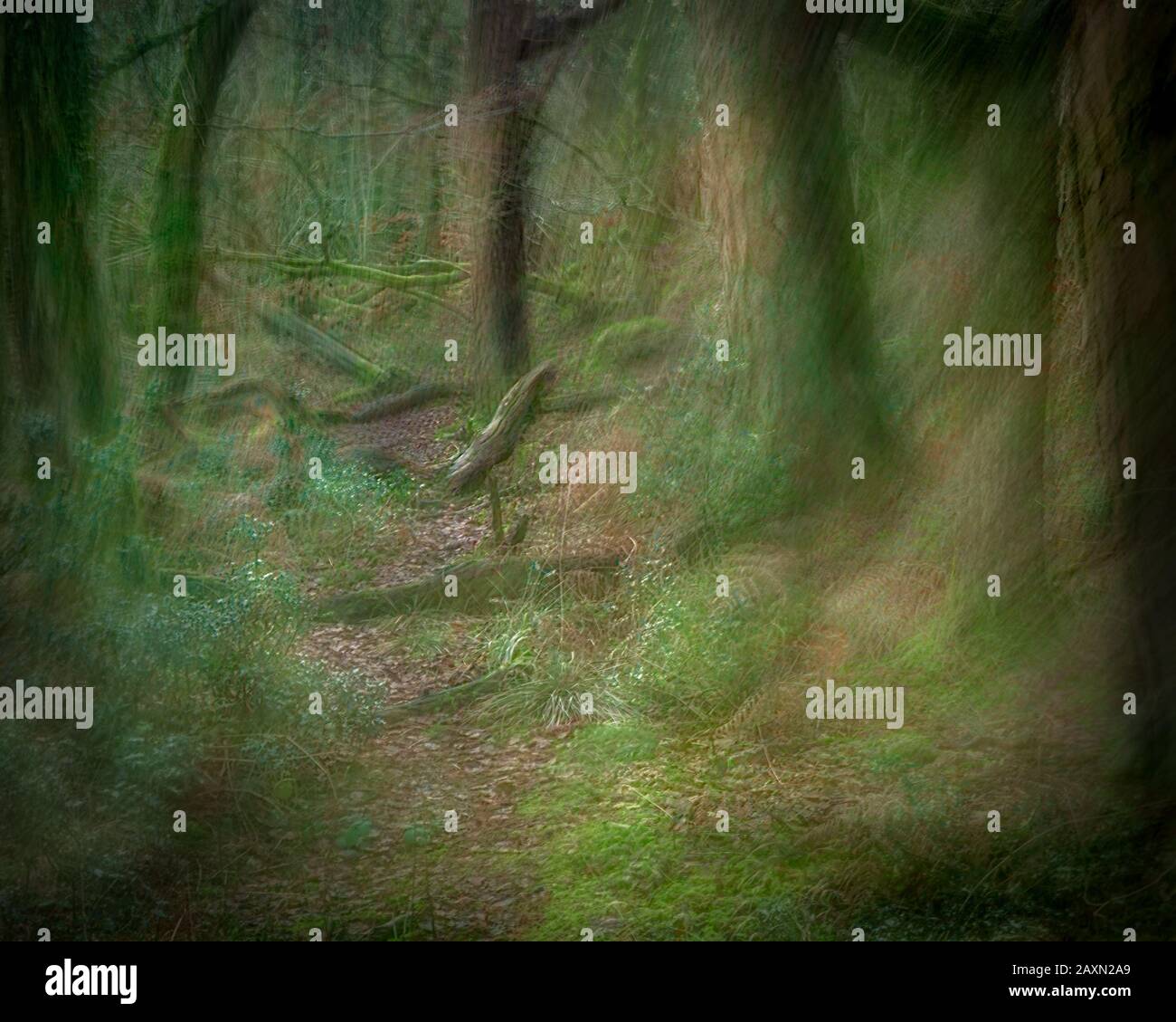 Il detrito del pavimento della foresta (fotografia impressionista). Round Top, Yealand Redmayne, Lancashire. Foto Stock