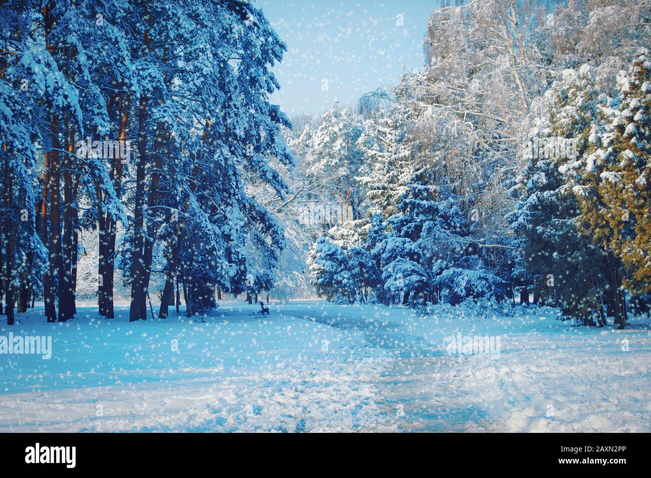 alberi alti e un sentiero nel parco con neve in caduta, colore blu Foto Stock