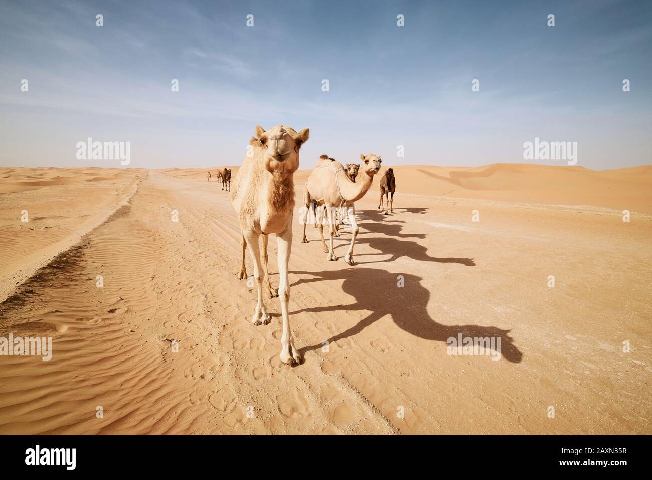 Mandria di cammelli che camminano su strada di sabbia contro dune di sabbia nel paesaggio del deserto. Abu Dhabi, Emirati Arabi Uniti Foto Stock