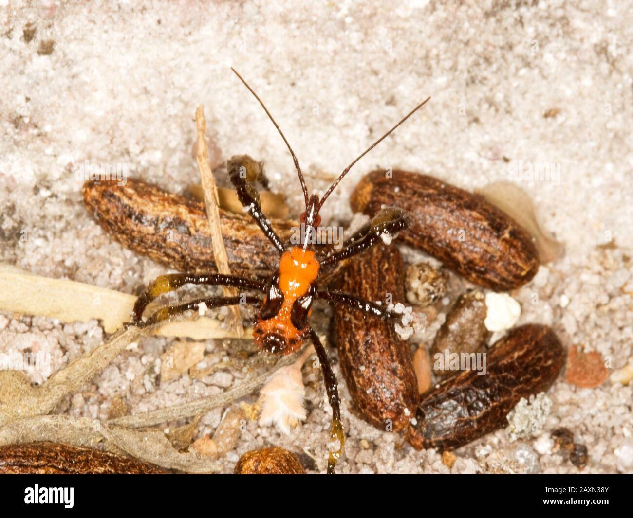 hemíptero (insecta, ineto) sobre fezes de mocó (Kerodon rupestris), Hemipteron, insetto, Caracol, Piauí, Brasile Foto Stock