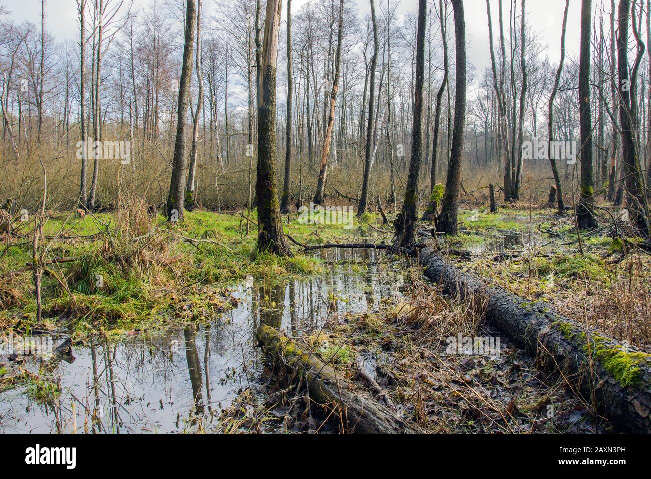 Zone paludose e alberi spezzati nella foresta, giornata fredda Foto Stock