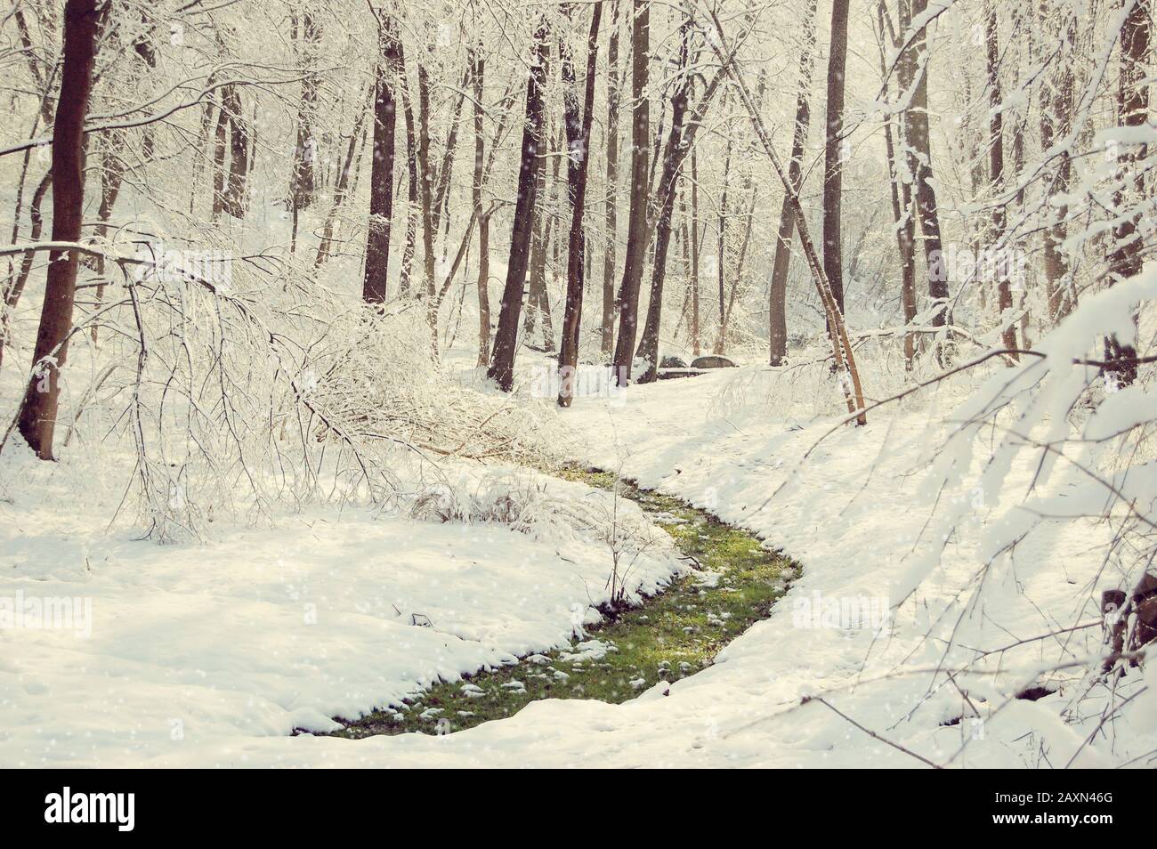 striscia di erba verde in una giornata di primavera nella foresta innevata Foto Stock