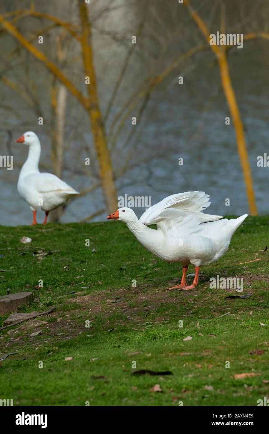 Oche sulla riva di un lago in Spagna Foto Stock