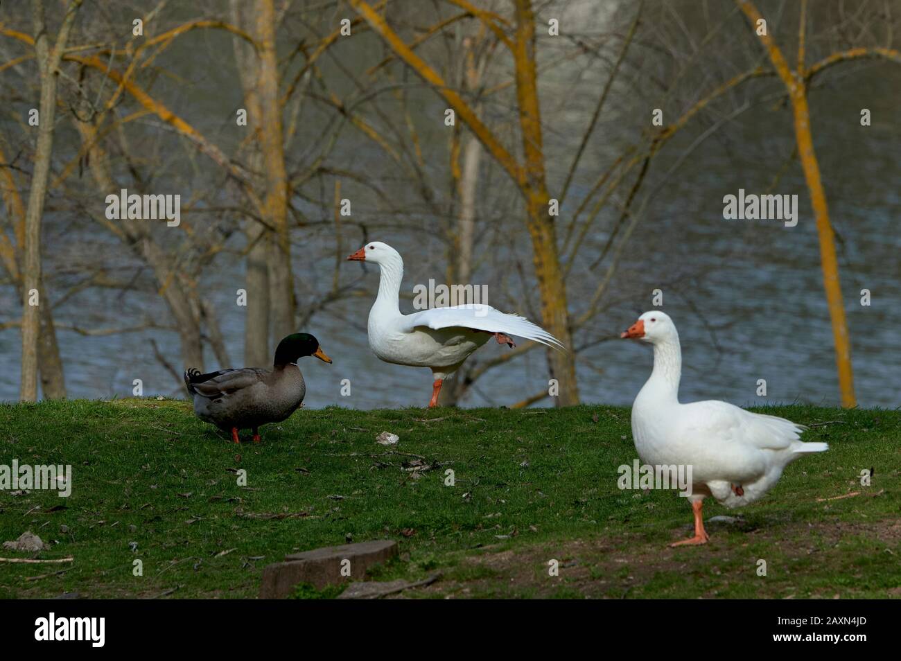 Oche sulla riva di un lago in Spagna Foto Stock