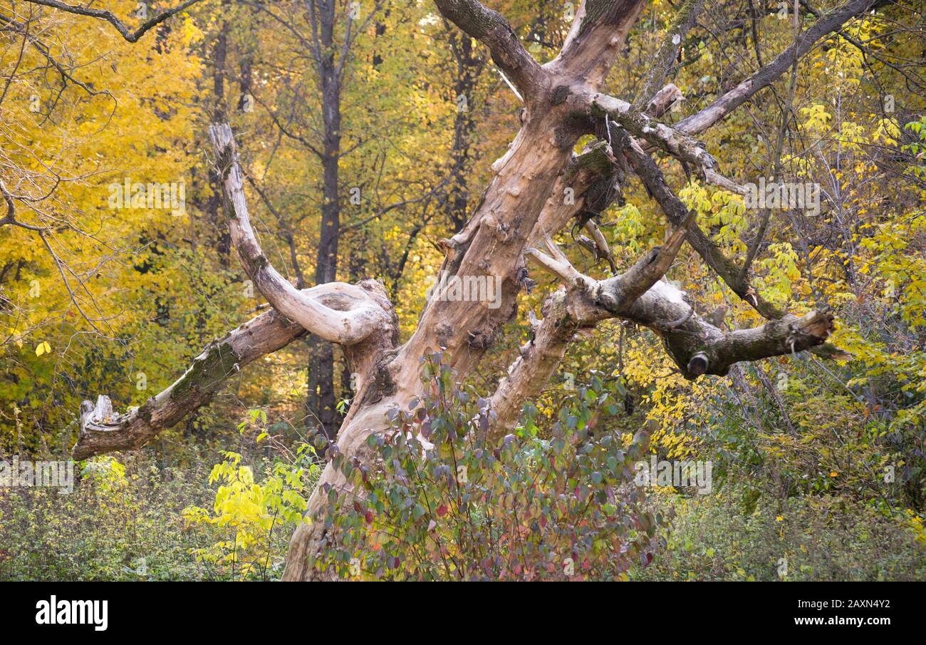 snag secco vecchi alberi nella foresta verde foglie Foto Stock