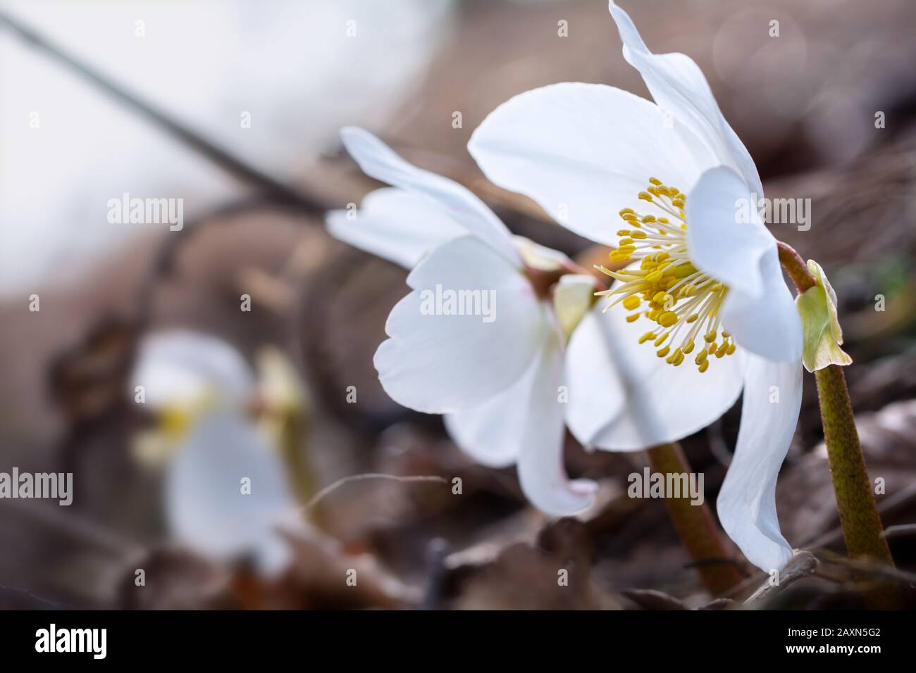 Helleborus niger L. - Rosa di Natale, hellebore nero Foto Stock