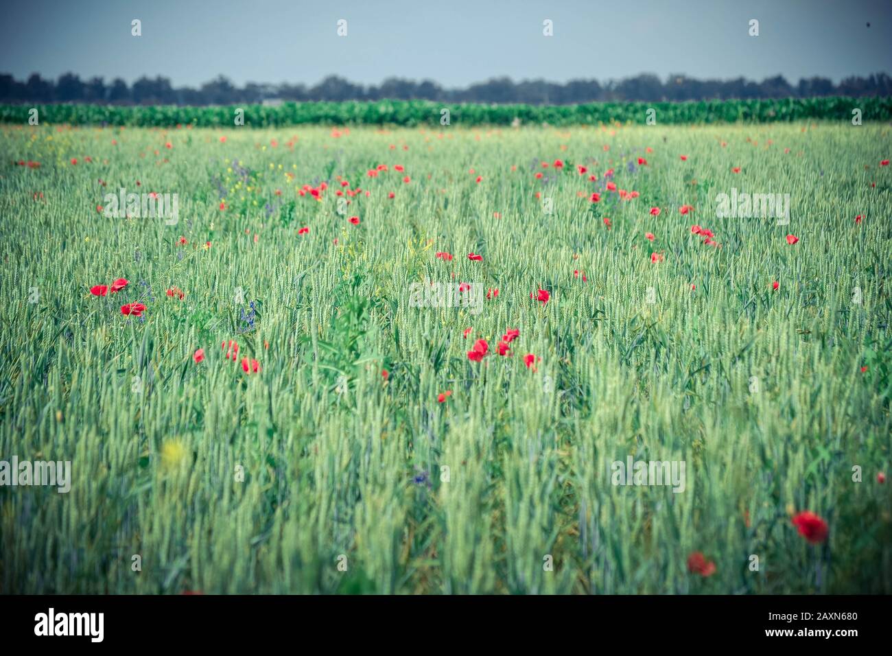Campo di sfondo con germogli verdi di fiori di grano e papavero, colore verde Foto Stock