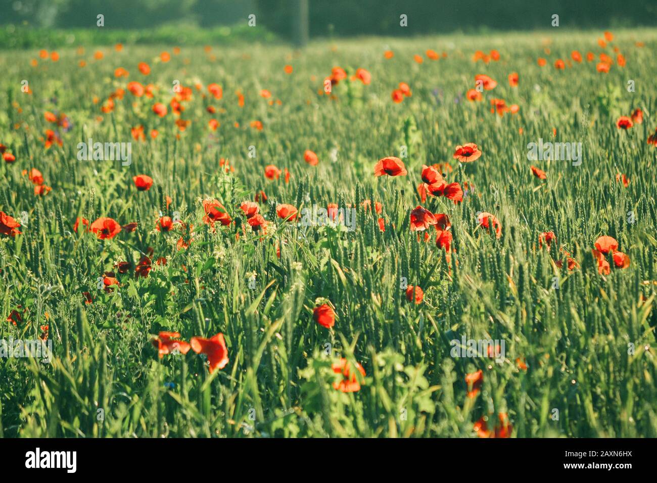 Campo di sfondo con germogli verdi di fiori di grano e papavero, colore verde Foto Stock