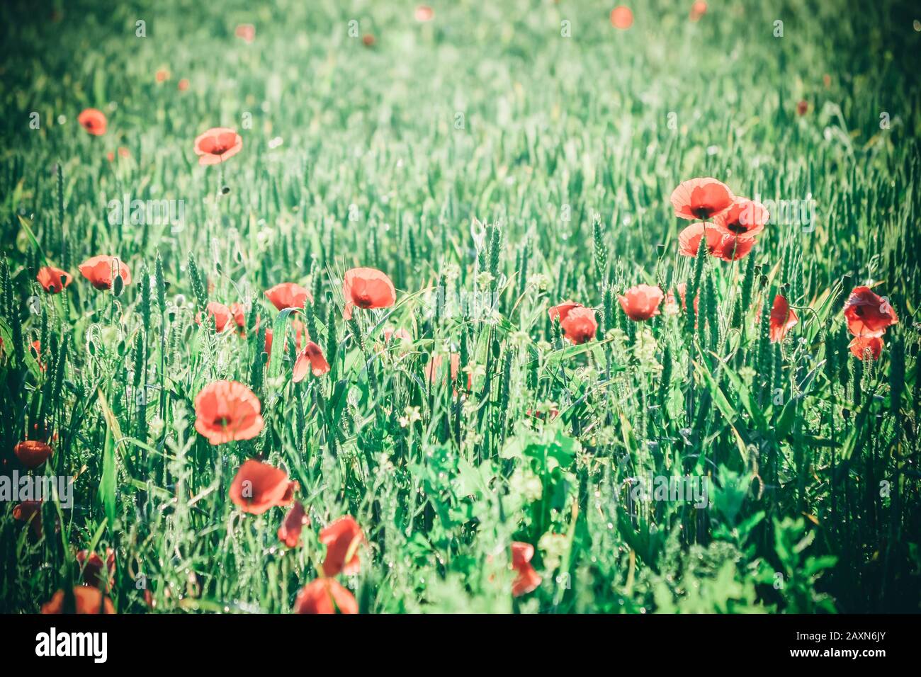 Campo con germogli verdi di fiori di grano e papavero, colore verde Foto Stock