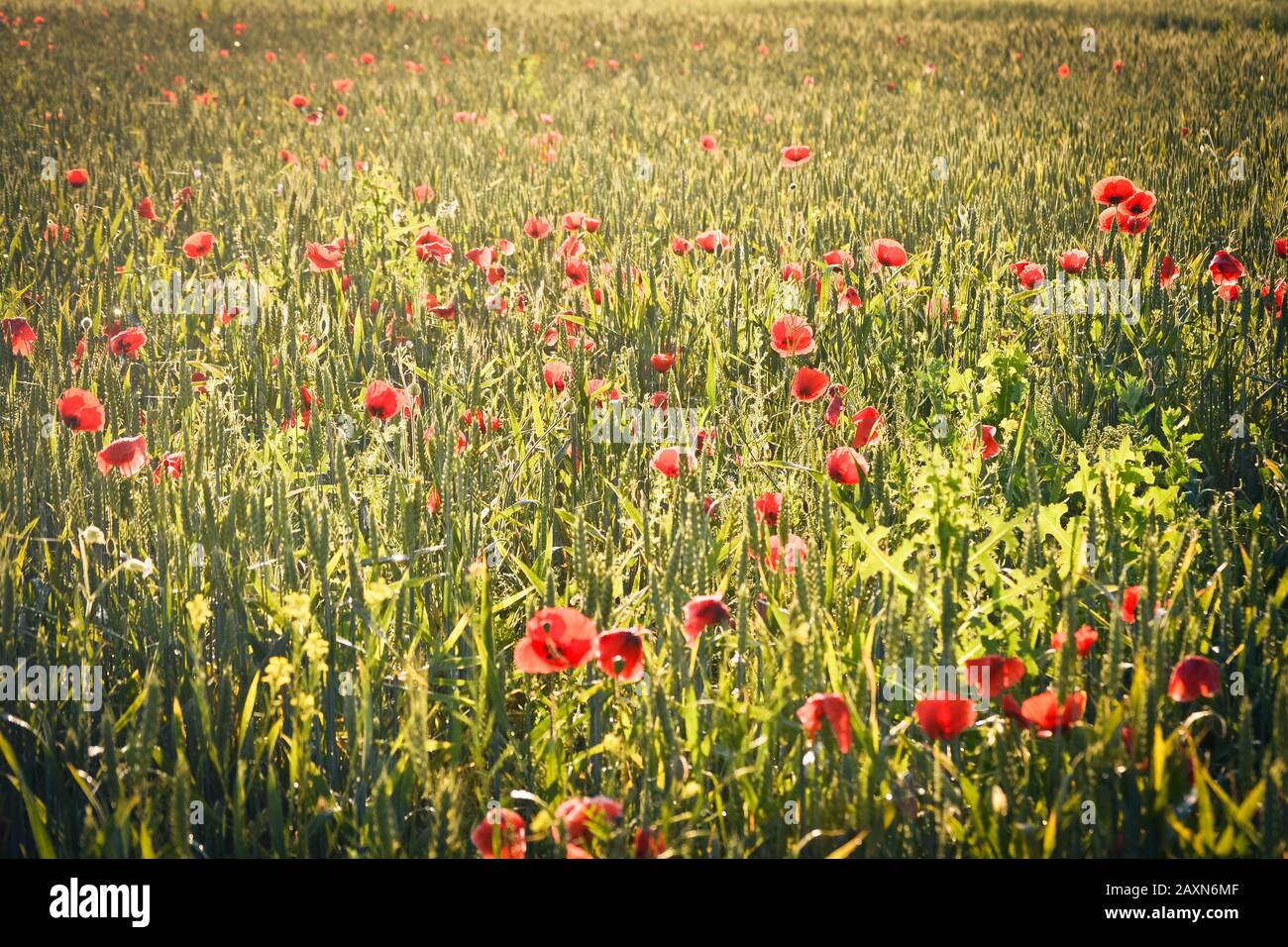 Campo con germogli verdi di grano e molti fiori papavero Foto Stock