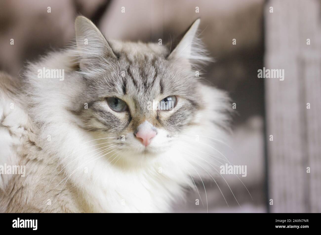 Gatto domestico molto cudly e affettuoso. Foto Stock