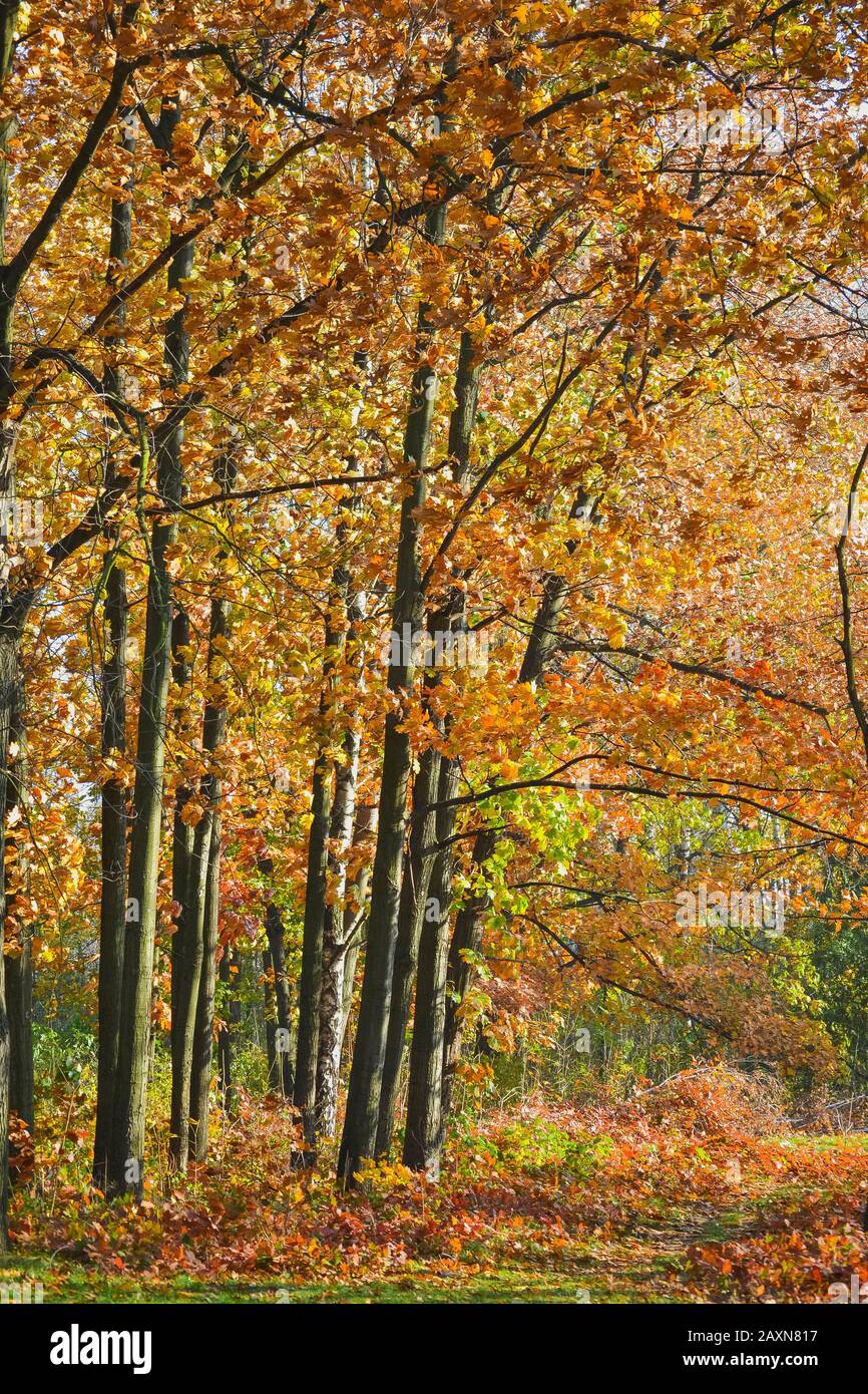 alberi decidui, giovani querce con foglie rosse in autunno, effetto filtro Foto Stock