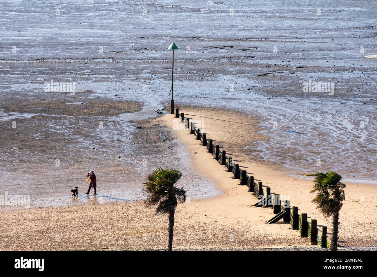 Lone femmina a piedi un cane a Southend sul mare prehore a bassa marea e spiaggia. Breakwater che conduce fuori nel fango per prospettiva. Vista dall'alto Foto Stock