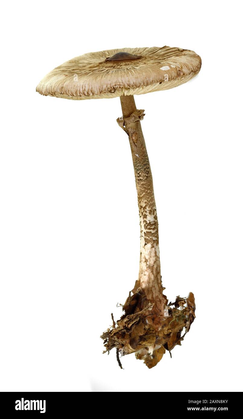 Macrolepiota procera isolato su bianco Foto Stock