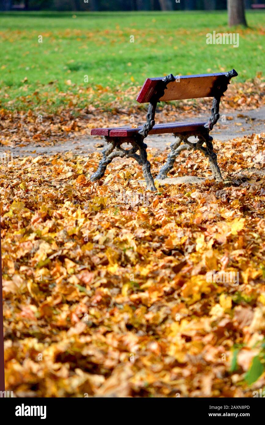 Panchina nel parco in autunno con molte foglie cadute a terra Foto Stock