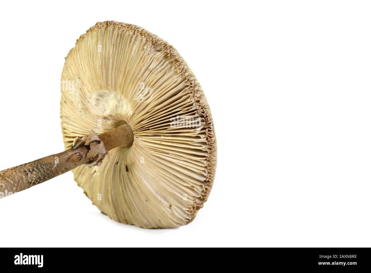 Macrolepiota procera isolato su bianco Foto Stock