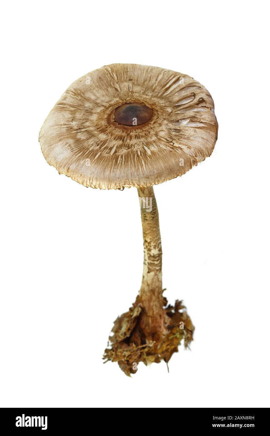 Macrolepiota procera isolato su bianco Foto Stock