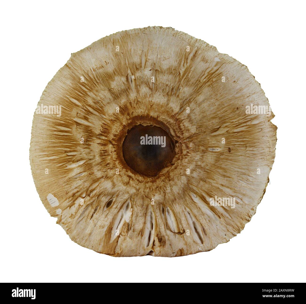 Macrolepiota procera isolato su bianco Foto Stock