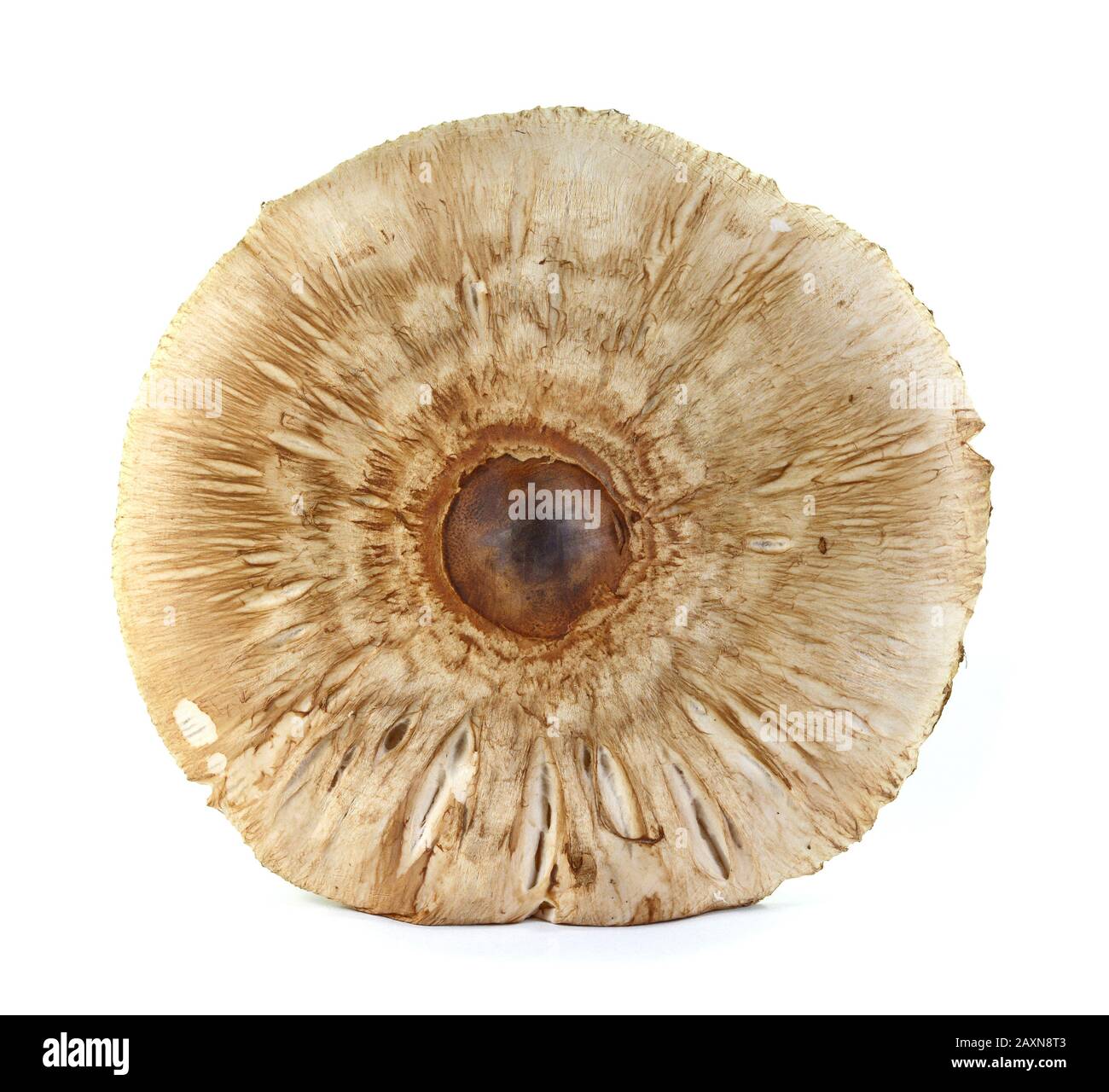 Macrolepiota procera isolato su bianco Foto Stock