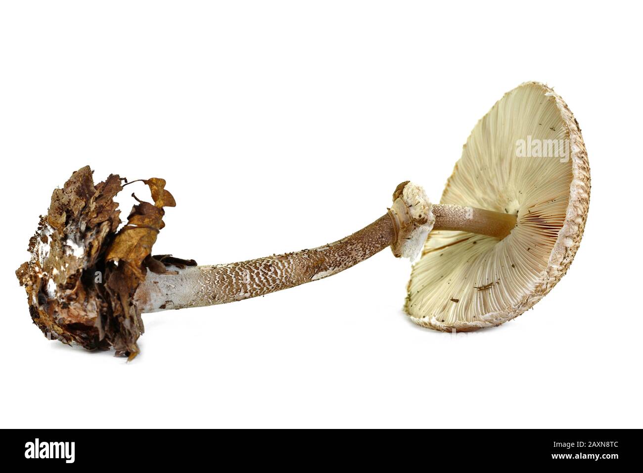Macrolepiota procera isolato su bianco Foto Stock