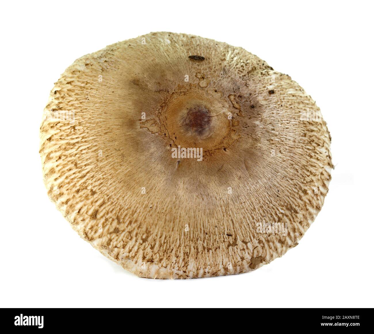 Macrolepiota procera isolato su bianco Foto Stock