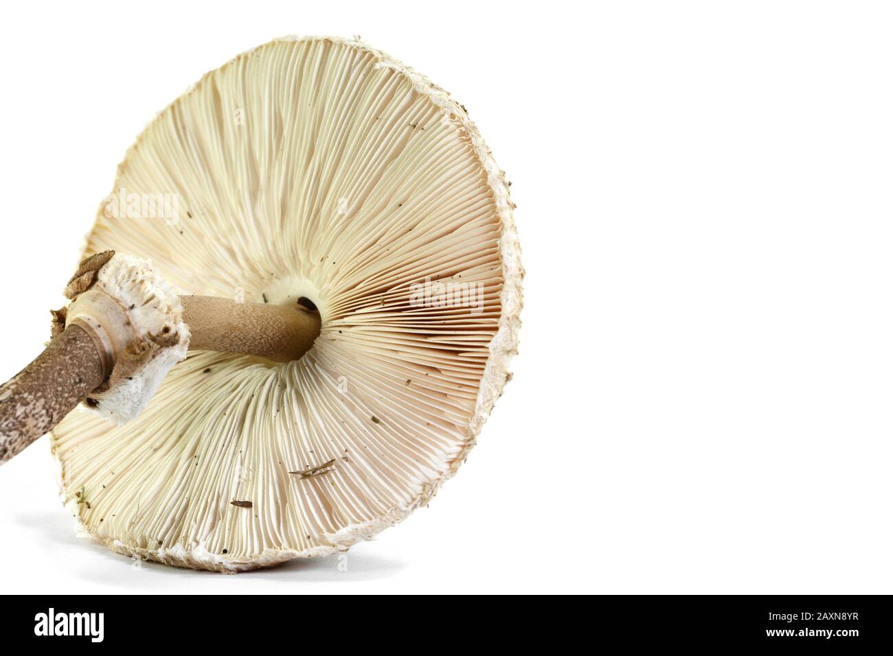 Macrolepiota procera isolato su bianco Foto Stock