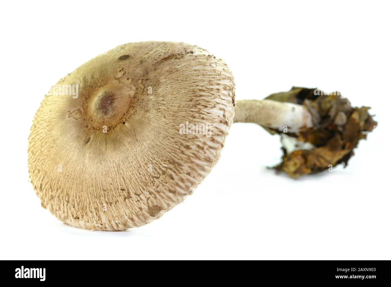 Macrolepiota procera isolato su bianco Foto Stock