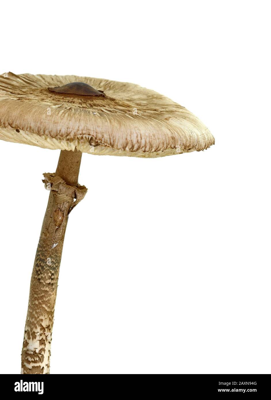 Macrolepiota procera isolato su bianco Foto Stock