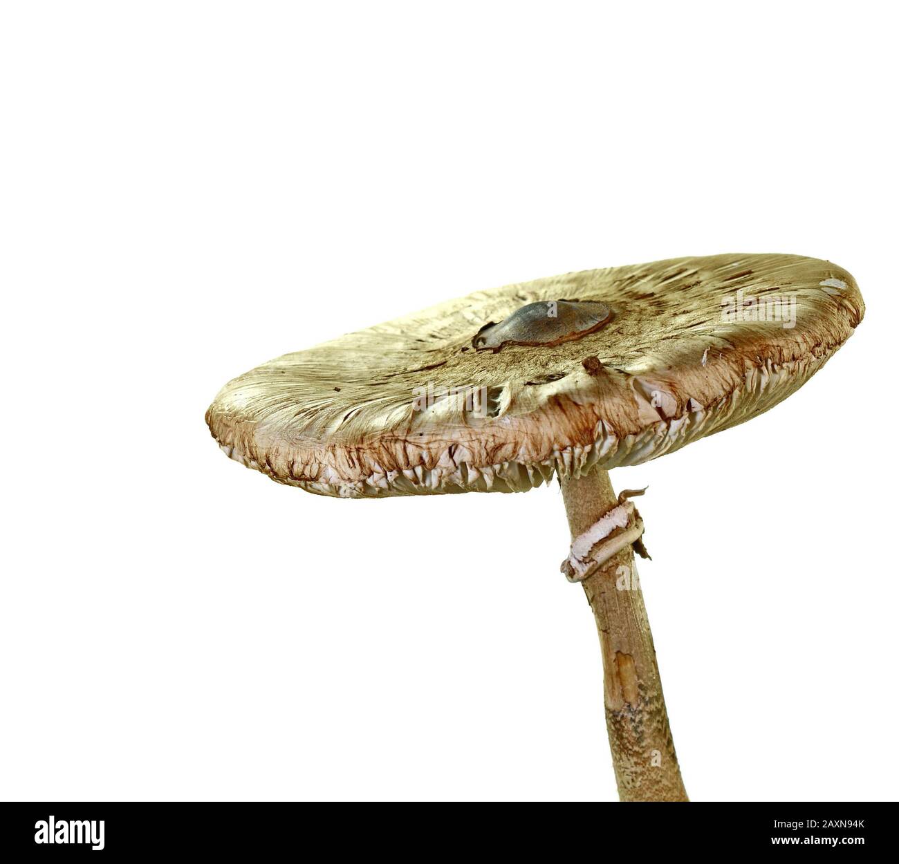 Macrolepiota procera isolato su bianco Foto Stock