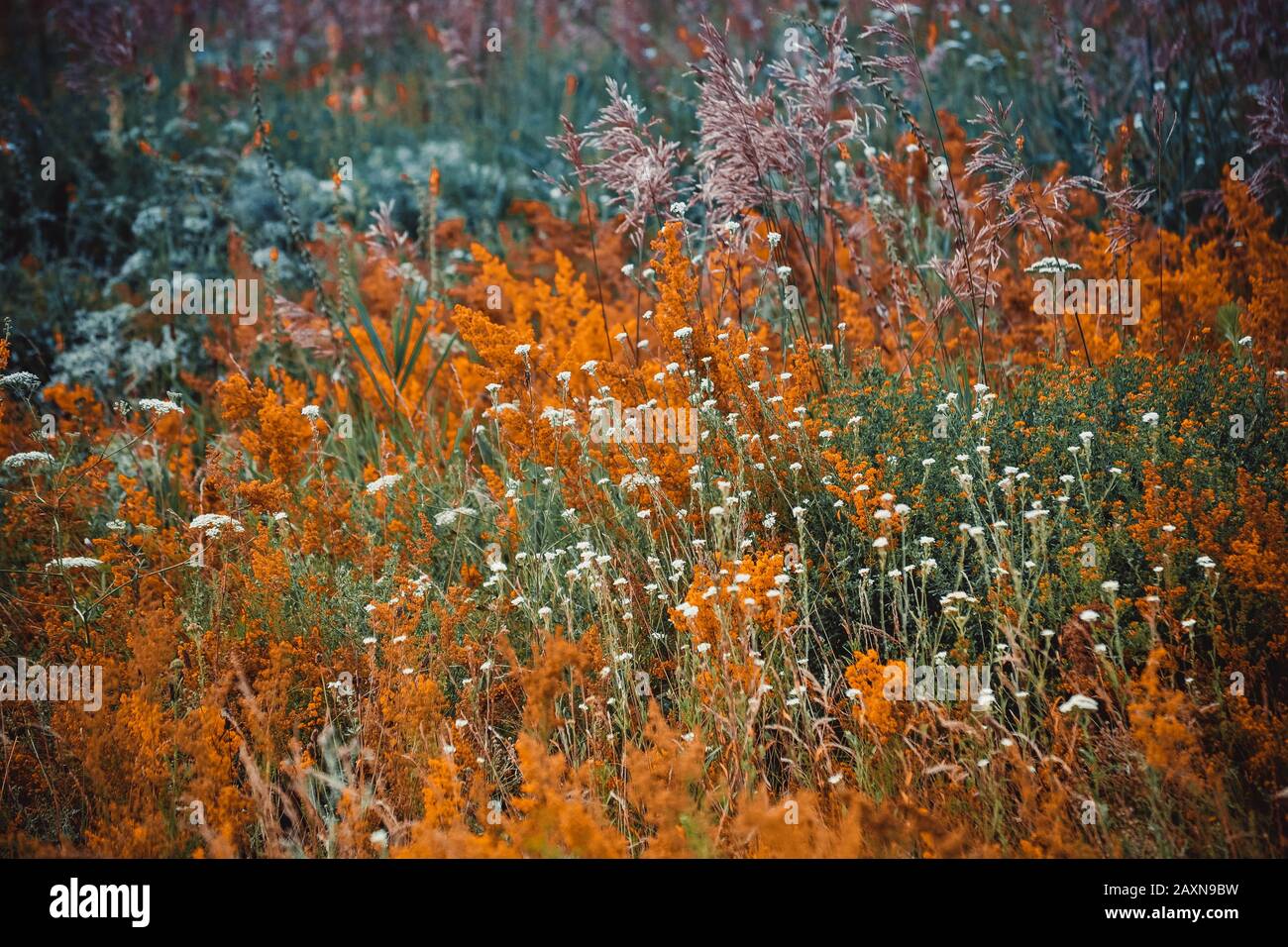 varie erbe e fiori in fiore in un campo, un filtro Foto Stock