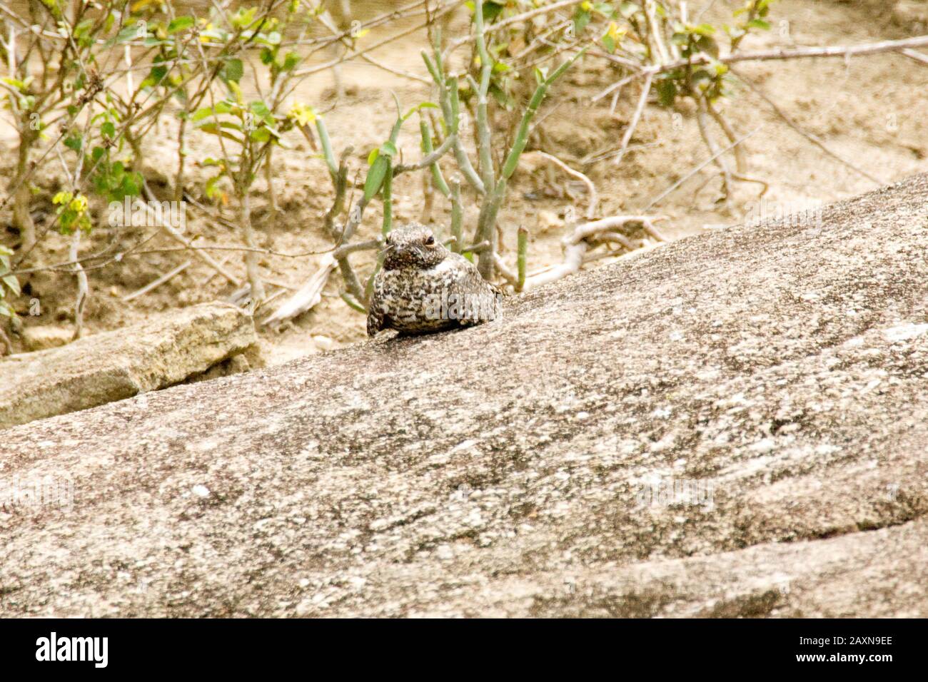 Bacurauzinho-da-caatinga (Caprimulgus hirundinaceus) sobre laje rocosca, Caprimulgidae, uccello Bacurauzinho-da-caatinga, Boa Nova, Bahia, Brasile Foto Stock