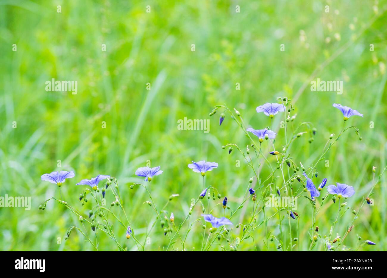 piccoli fiori blu su sfondo sfocato di erba verde, filtro, Foto Stock