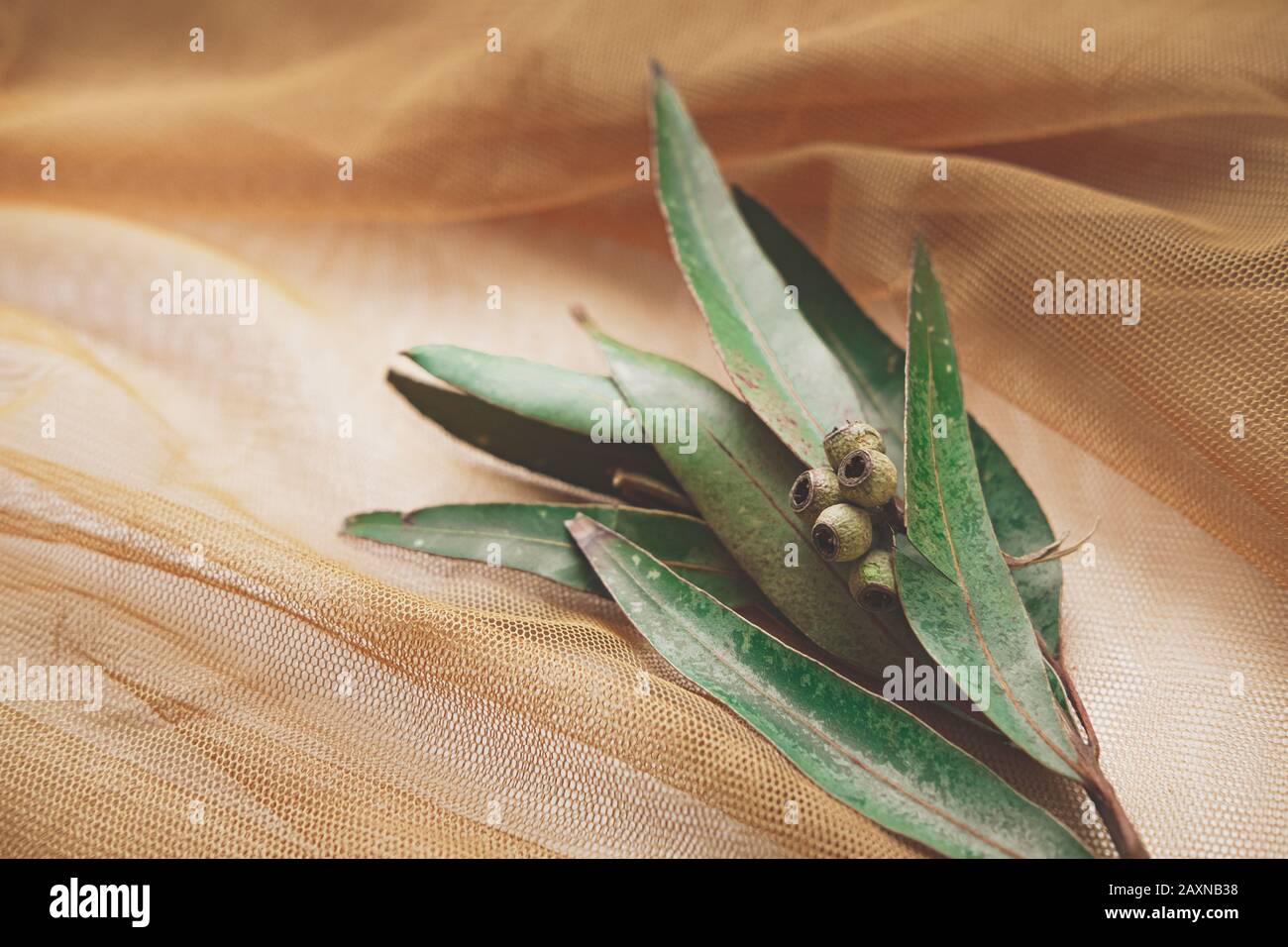 Foglie di Eucalyptus in background fishnet astratto. Immagine calma e naturale della pianta della scatola (menta piperita) Foto Stock