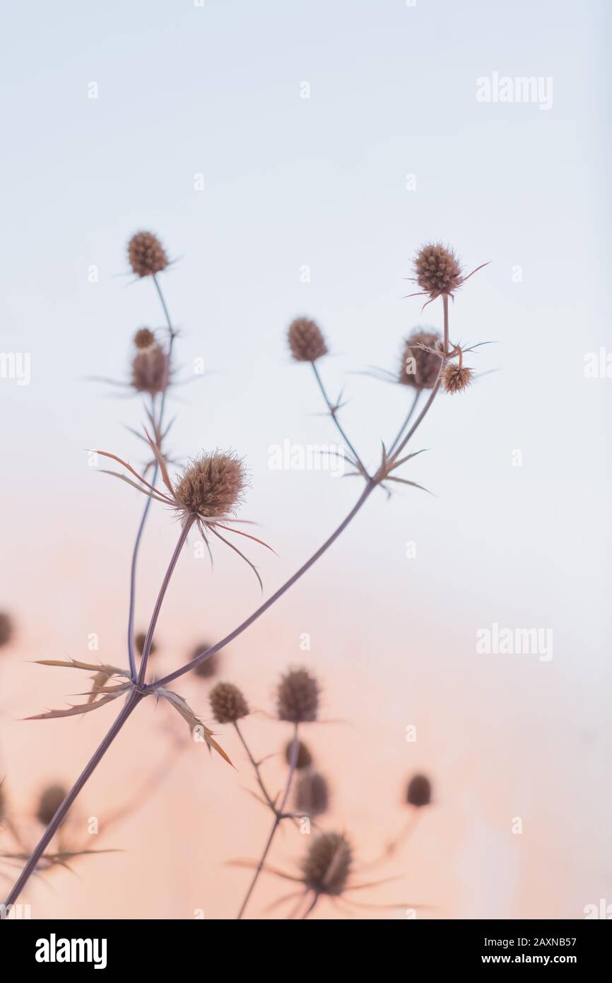 Bella ancora vita contro il sole. Fiori di campo secco in tenero sfondo pastello Foto Stock