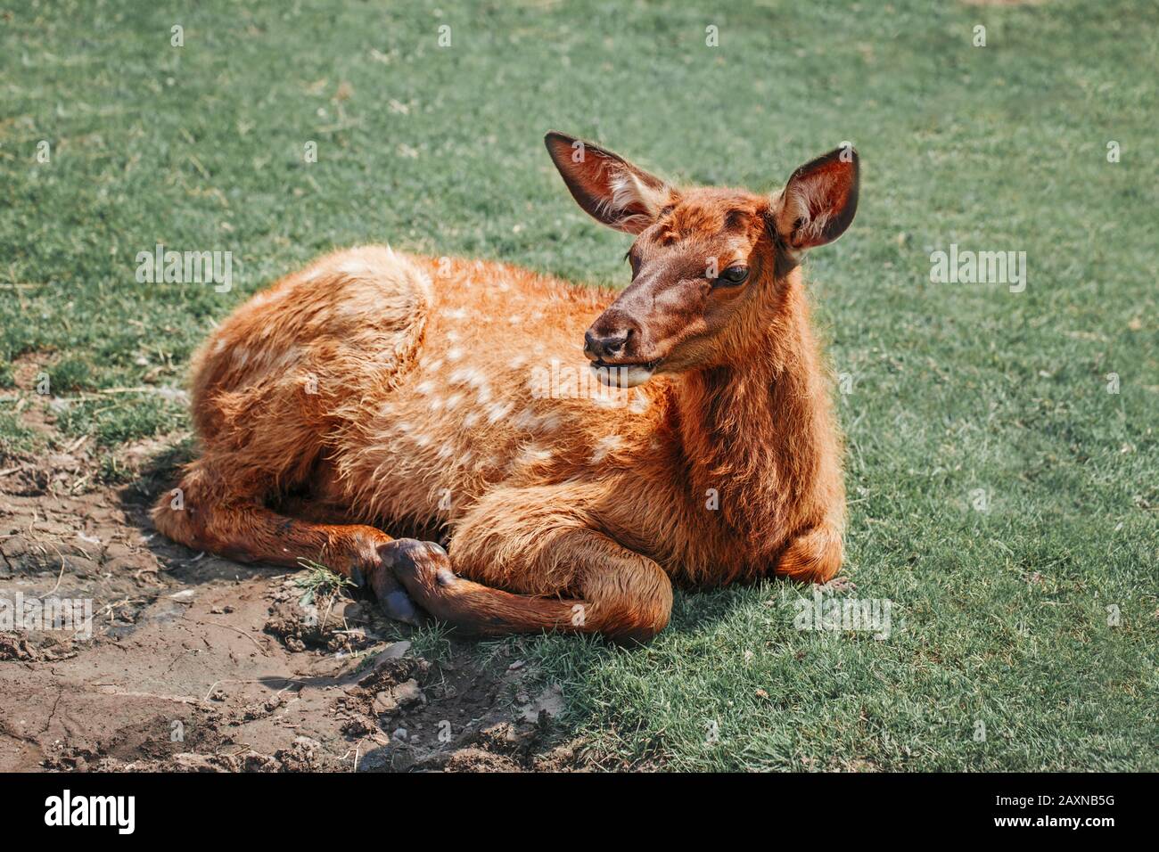Carino giovane fallow capriolo vitello pawn sdraiato su terra erba al giorno estivo all'aperto. Mandria animale bambino dama di riposo il giorno caldo. Fauna selvatica bellezza in natura Foto Stock