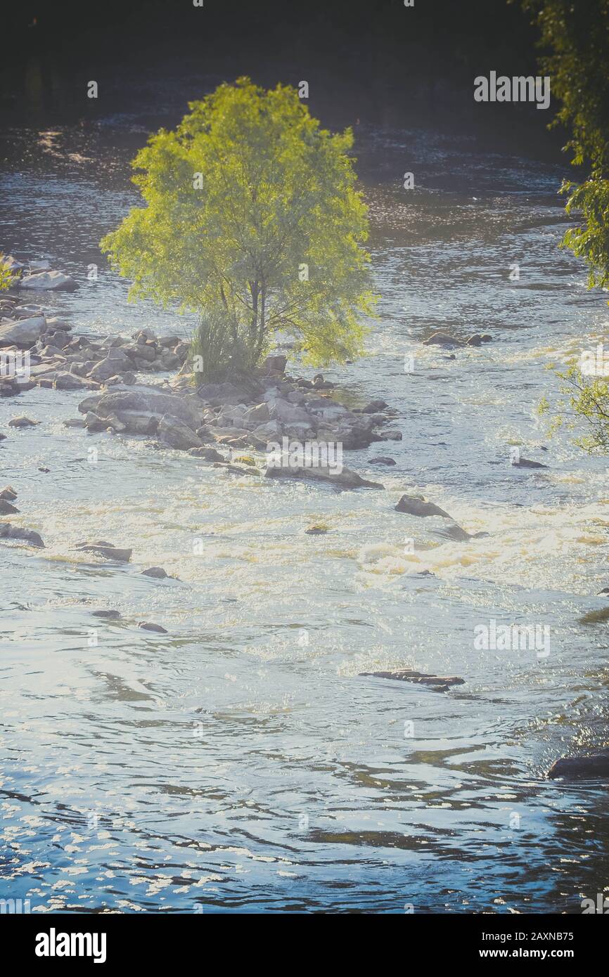 Albero con foglie verdi al centro del fiume in estate, filtro Foto Stock