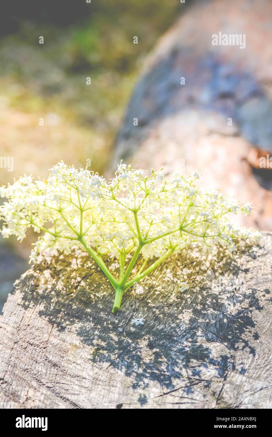infiorescenza di piccoli fiori bianchi giacenti su legno, filtro, Foto Stock