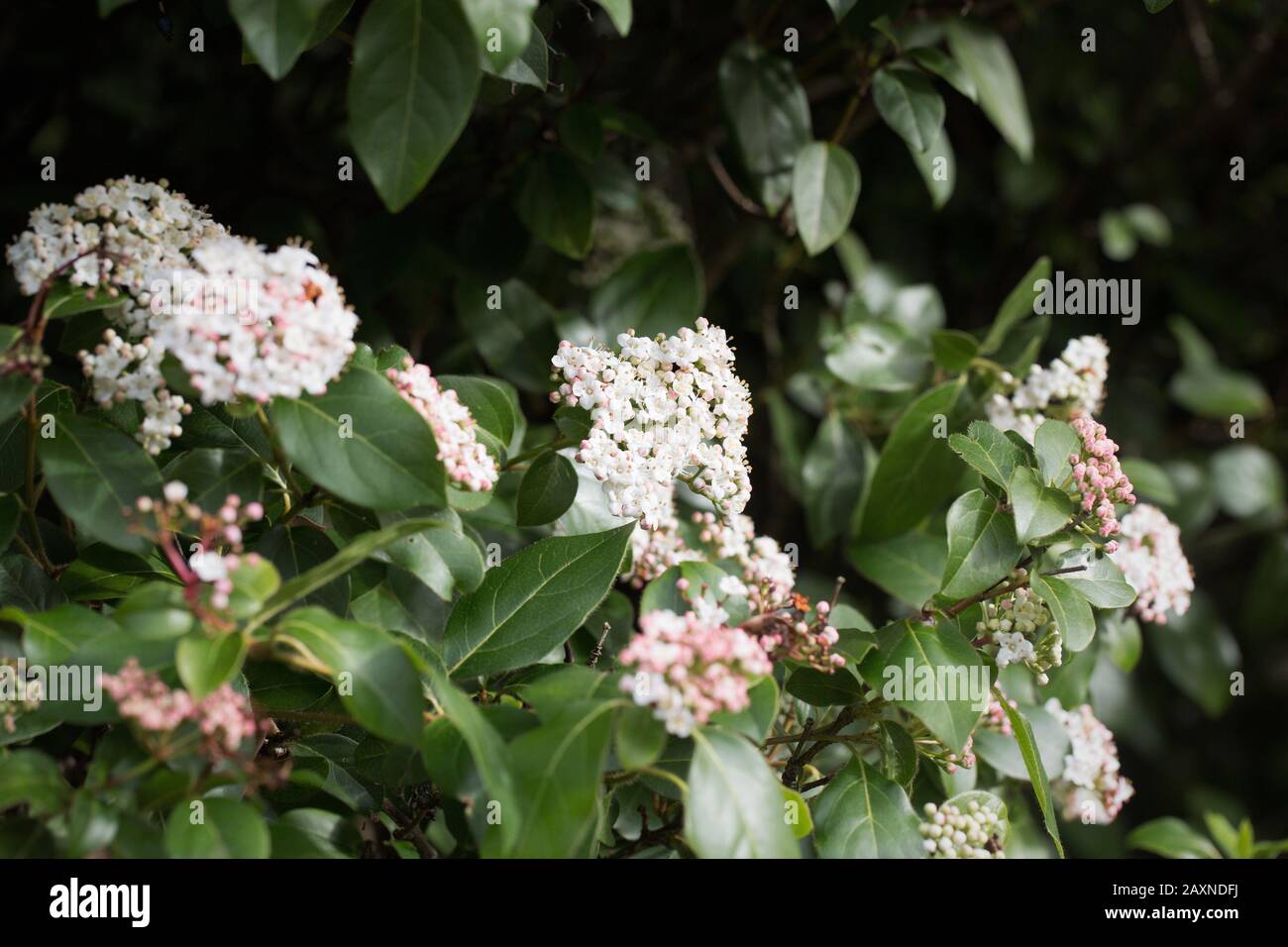 Viburnum tinus fiori. Foto Stock