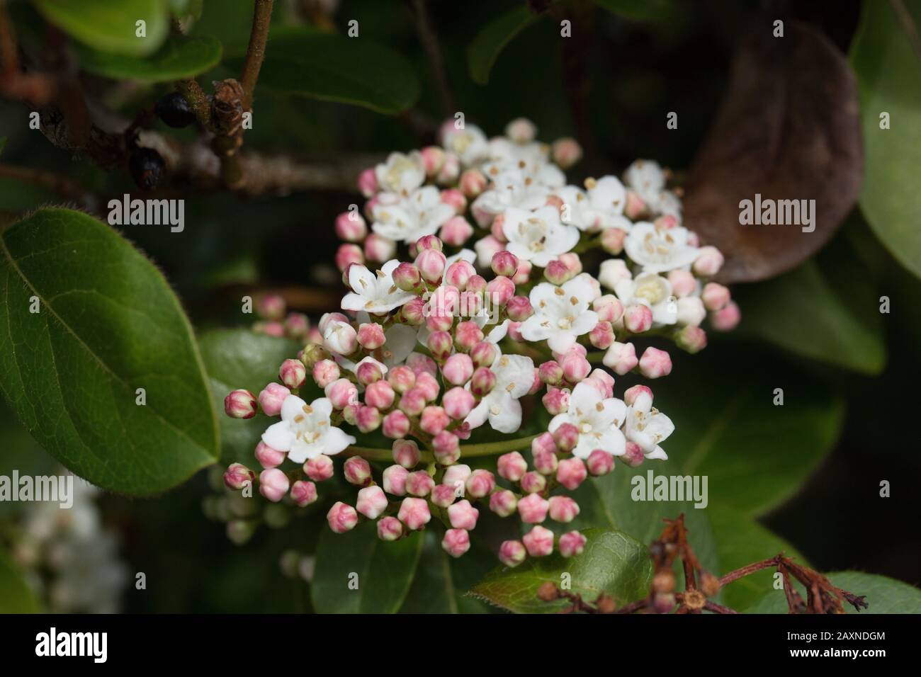 Viburnum tinus fiori. Foto Stock