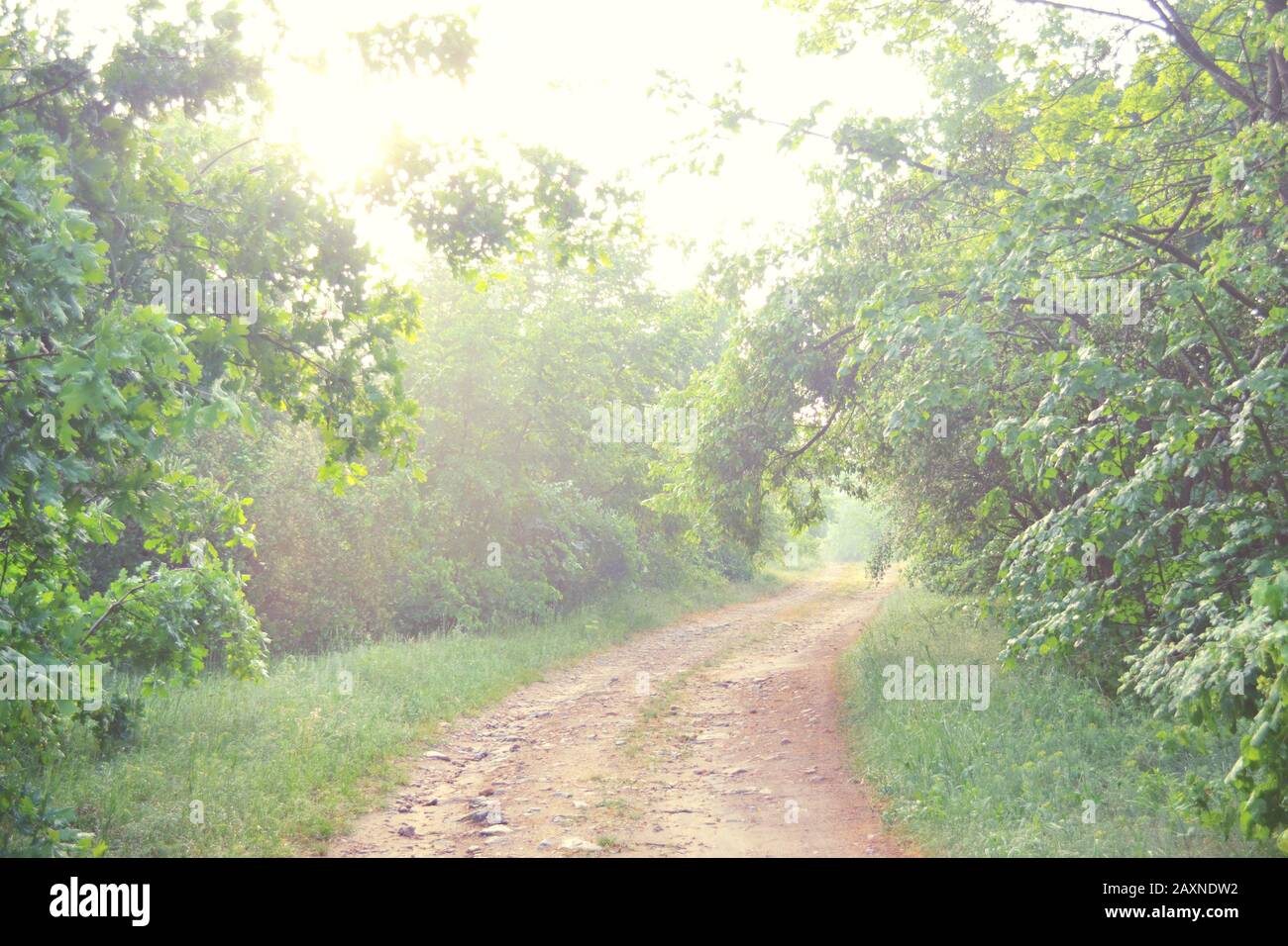 strada sterrata in primavera boschi, in estate filtro Foto Stock