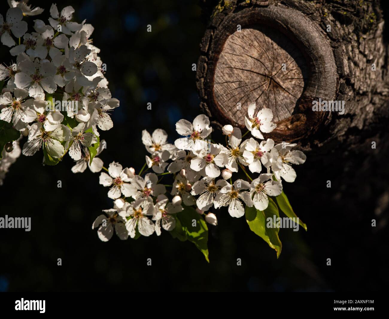 Albero di Pear in fiore sul campus di UOP, California Foto Stock