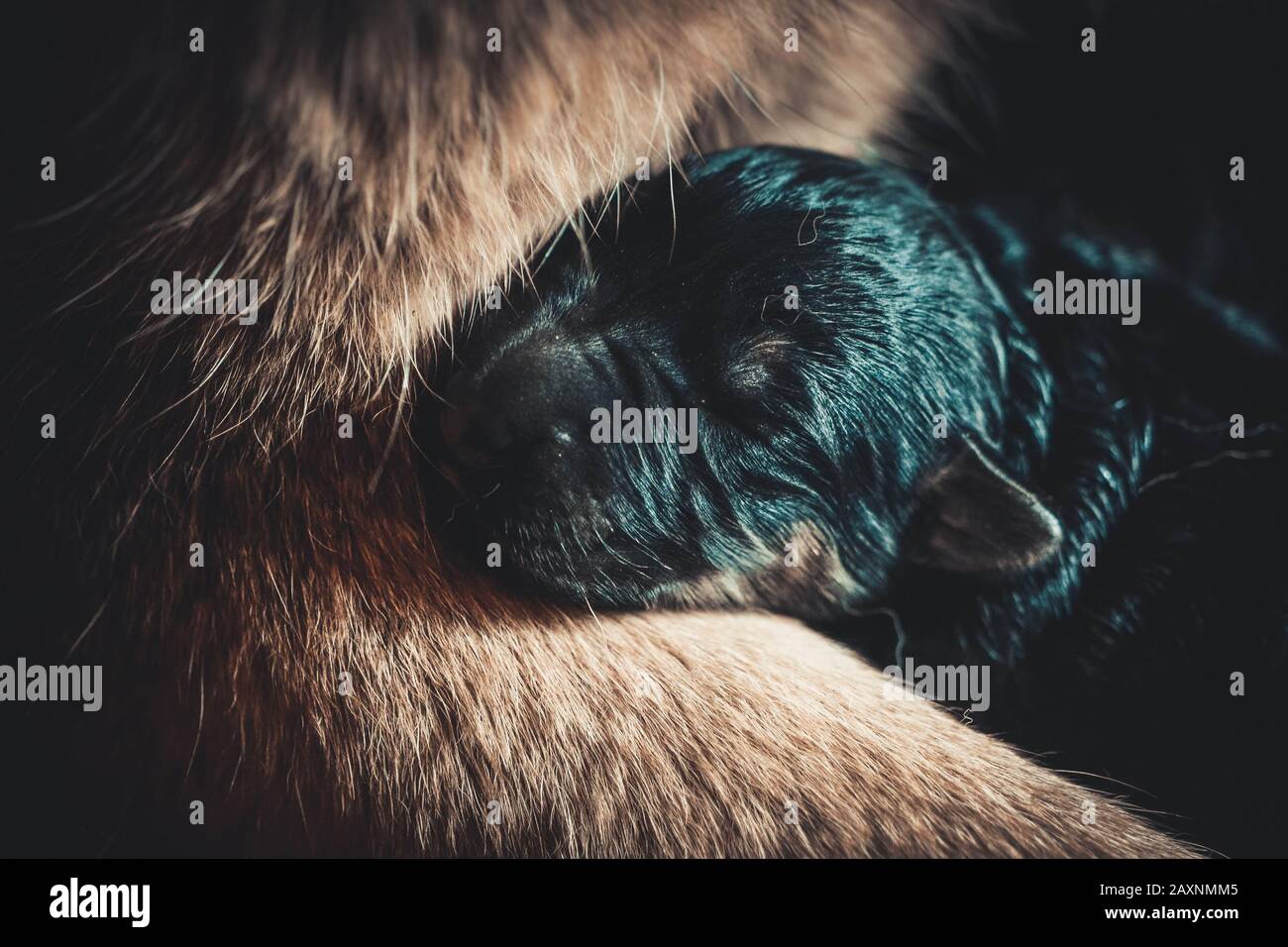 piccolo muso puppy neonato vicino sdraiato sulla gamba della madre Foto Stock