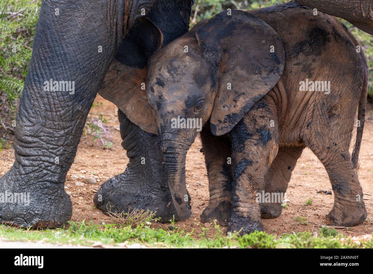 Elefante vitello, dopo essere stato in fangoso waterhole, accantonato sotto la sua madre nel Parco Nazionale Addo Elephant, Capo Orientale, Sud Africa Foto Stock