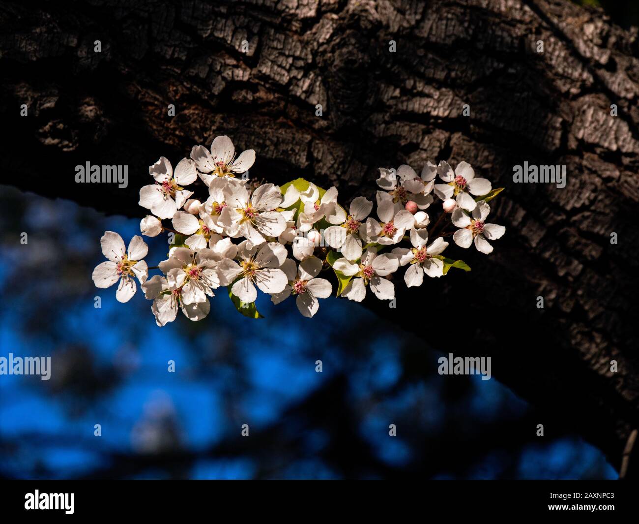 Albero di Pear in fiore sul campus di UOP, California Foto Stock