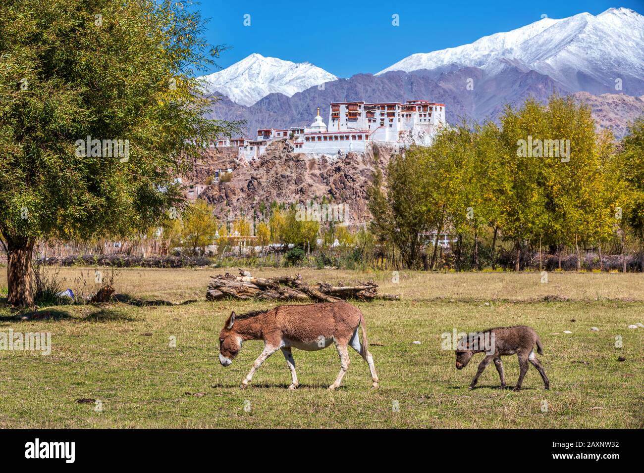 Stakna monastero o Stakna Gompa, Ladakh, Jammu e Kashmir India Foto Stock