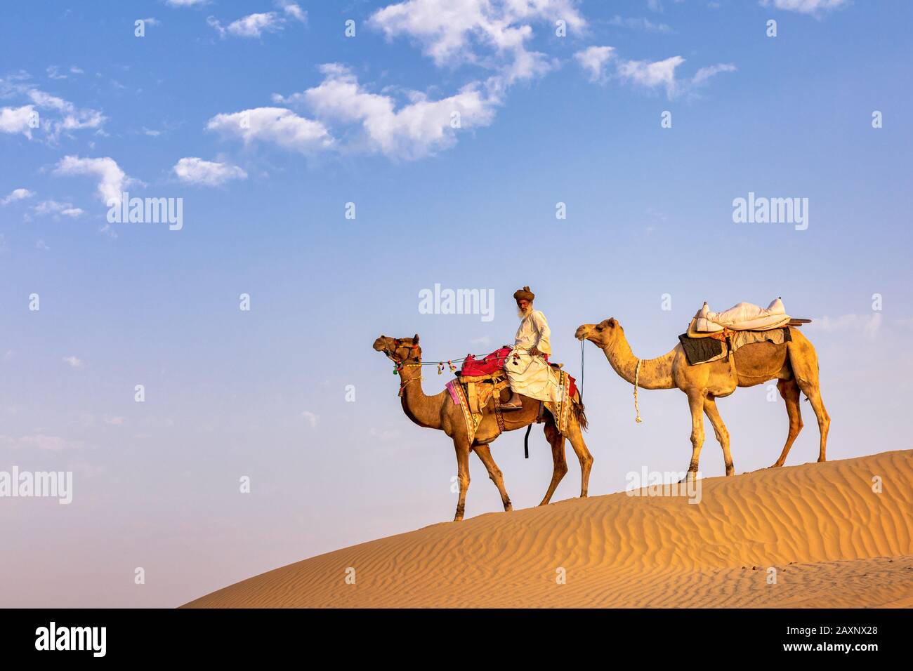 Un uomo vecchio con i suoi cammelli, deserto di Thar, Rajasthan, India Foto Stock