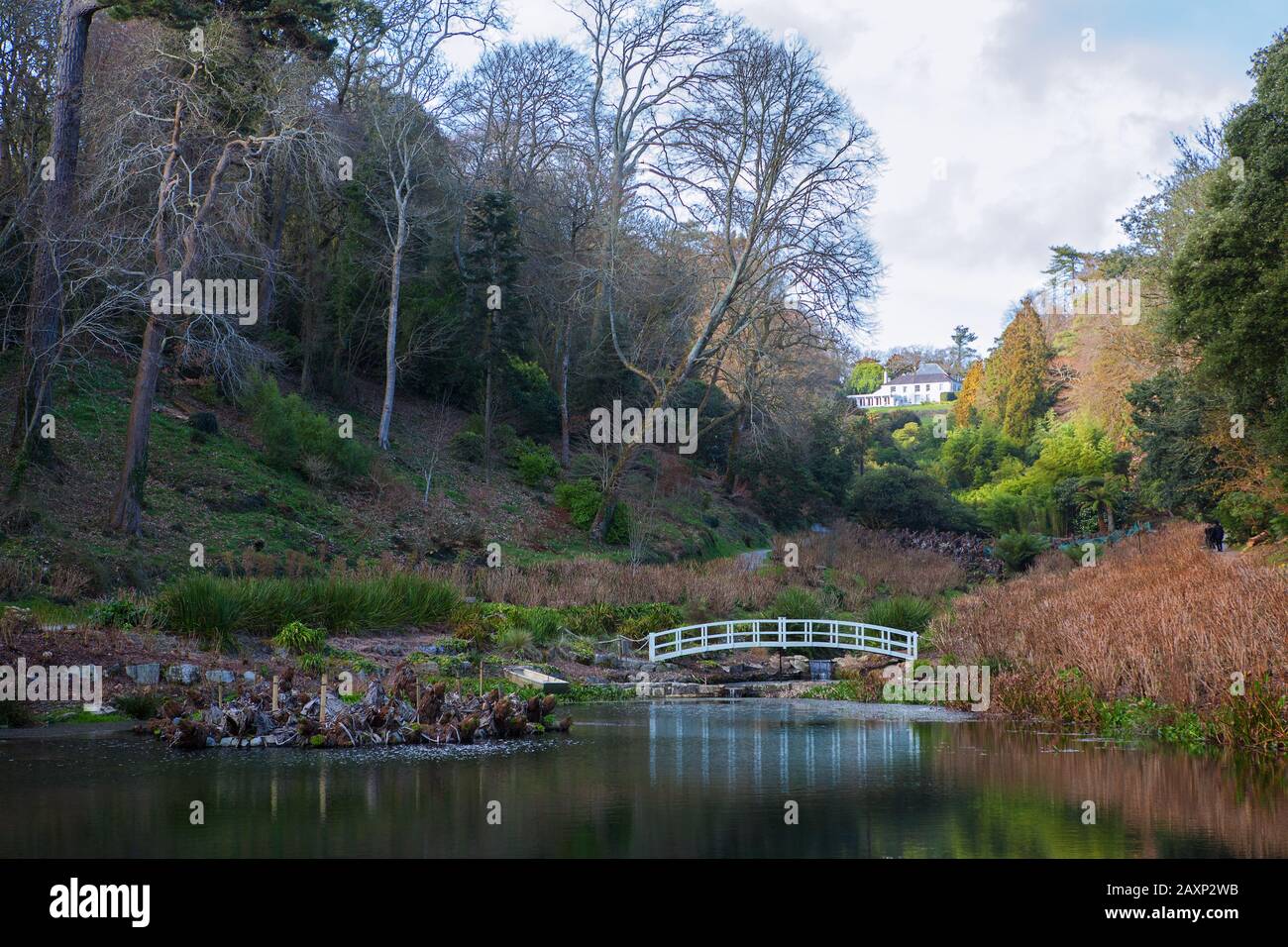 Mallard Pond e Hydrangea Valley, Trebah Gardens, Cornwall, Inghilterra, Regno Unito, in inverno Foto Stock