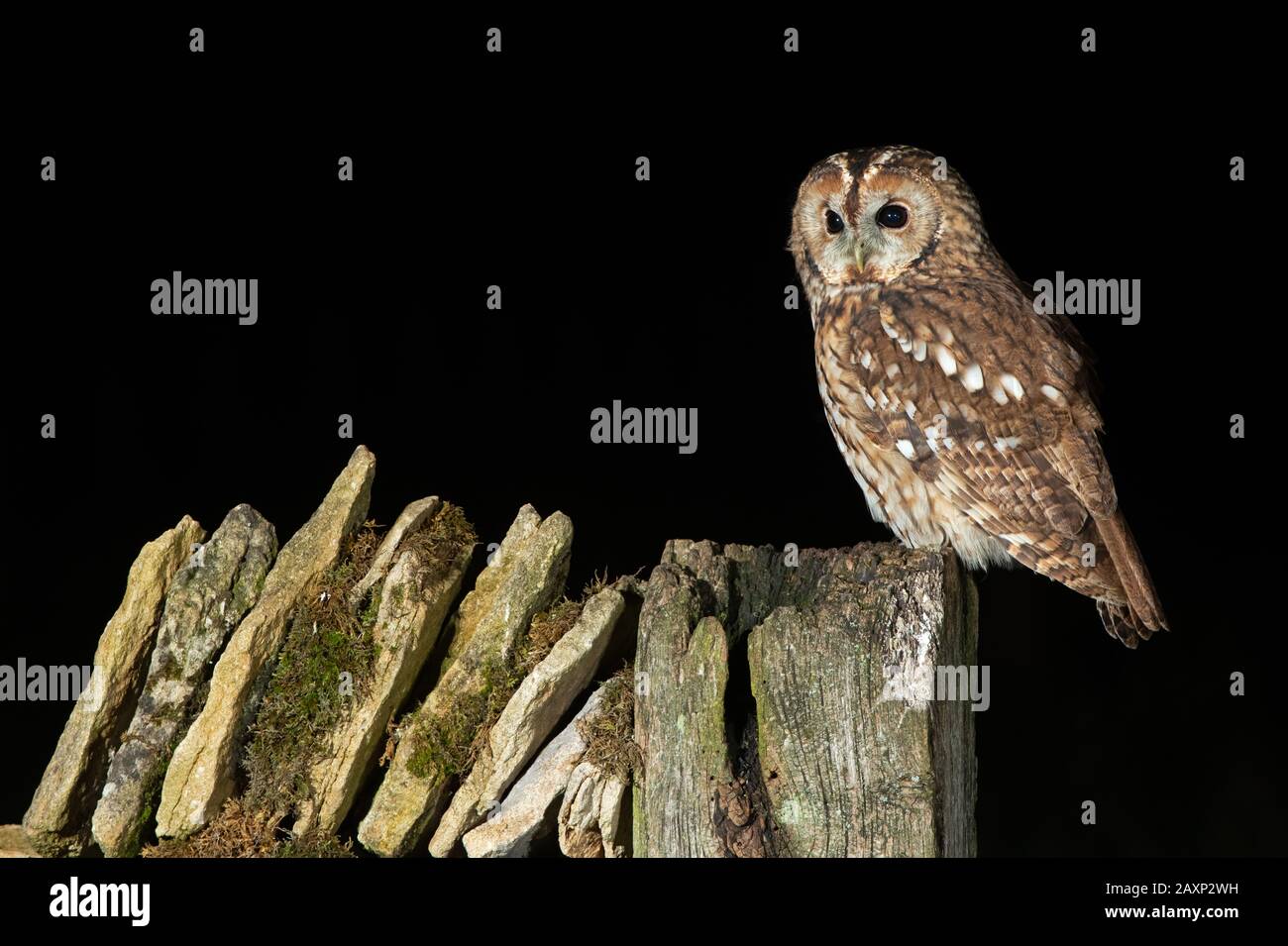 Tawny Owl (Strix aluco) fotografato di notte in terreni agricoli Foto Stock