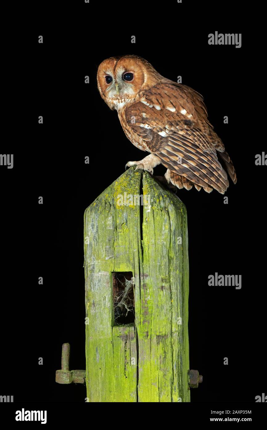 Tawny Owl (Strix aluco) fotografato di notte in terreni agricoli Foto Stock